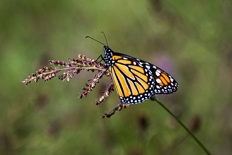 Interactive Pollinator Garden Kit