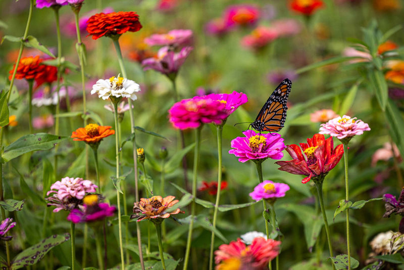 Interactive Pollinator Garden Kit